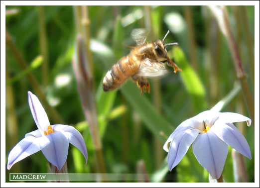 bees