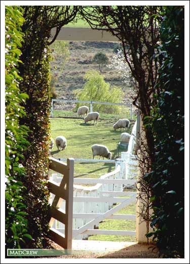 Lanyon sheep