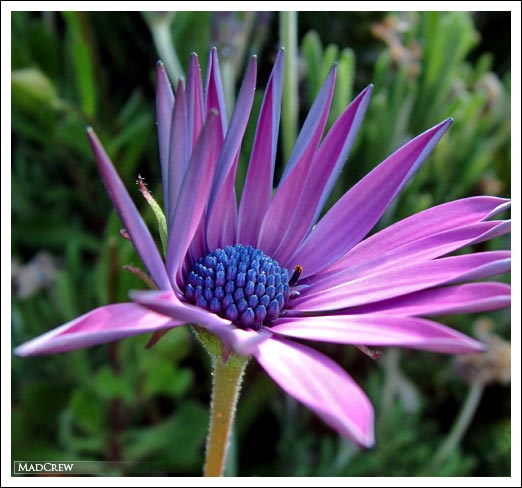 purple/blue flower