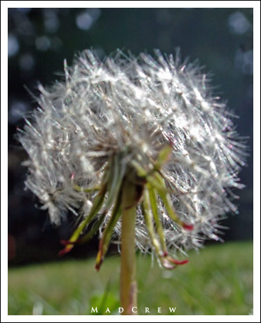 Dandelion